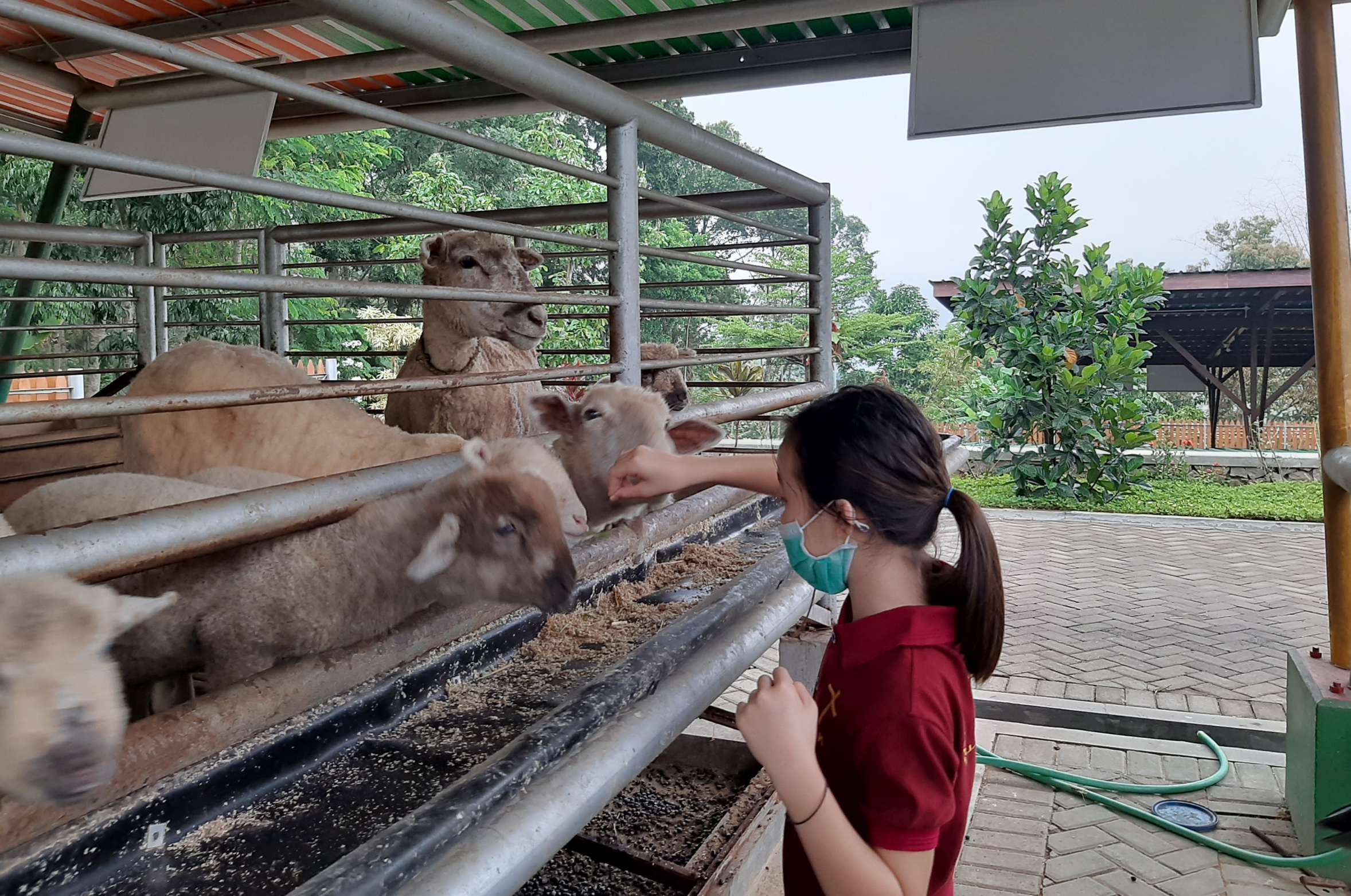Taj Mirella Milo Teja saat memberi makan kambing dengan tetap memakai masker. (Foto:Pita Sari/Ngopibareng.id)