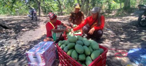 Petani Pasuruan panen raya mangga. Tahun ini produktivitas menurun. (Foto: Dok Humas)