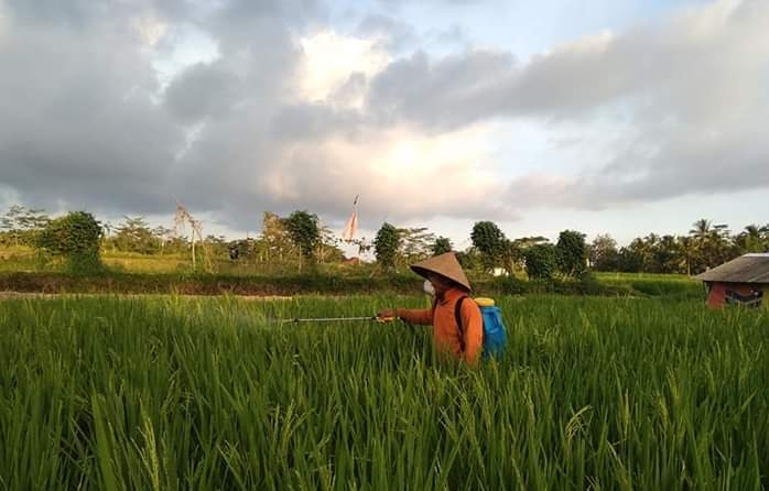 Ilustrasi. Petani menyemprotkan insektisida tanaman padi. (Foto: Ant)