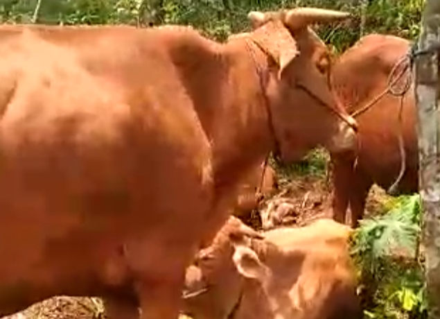 Sebanyak enam ekor sapi tak bertuan, diduga hasil curian ditemukan Polsek Tiris, Kabupaten Probolinggo, Jawa Timur. (Foto: Ikhsan Mahmudi/Ngopibareng.id)