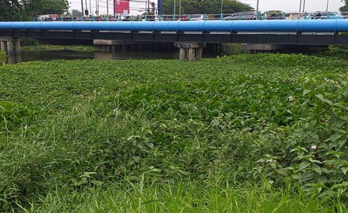 Tanaman eceng gondok di bawah Jembatan Nginden, Surabaya. Apakah ini bagian dari penghijaun kota? (Foto: m. anis)