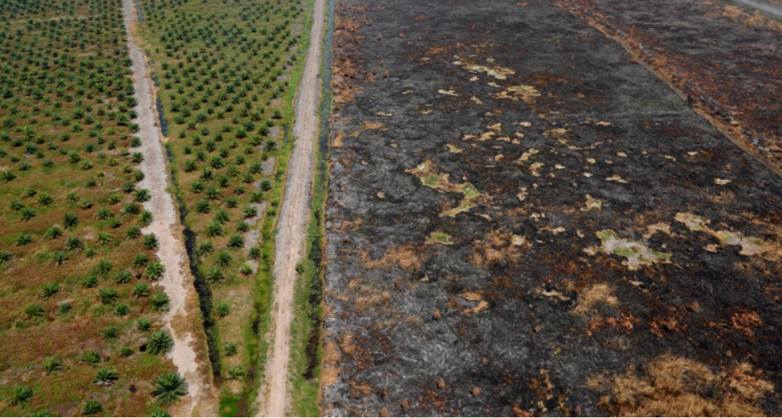 Lahan kelapa sawit yang berdampingan dengan petak lahan yang terbakar di Banjarmasin, Kalimantan Selatan. (Al Jazeera)