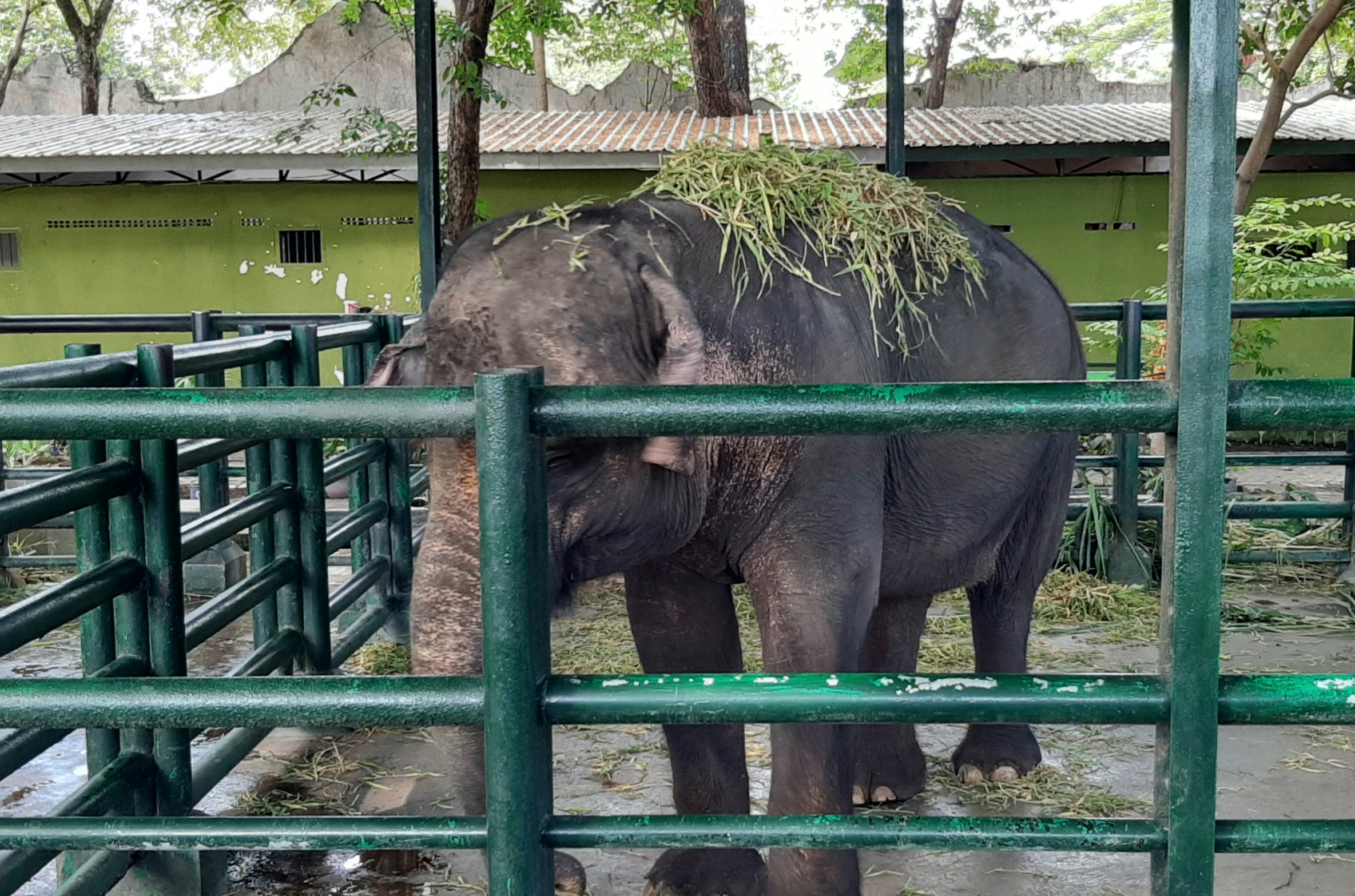 Gajah, salah satu satwa yang ada di KBS. (Foto: Pita Sari/Ngopibareng.id)