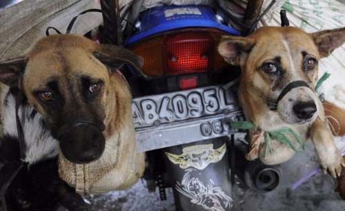 Dengan motor seorang pedagang di Yogyakarta siap mengantar anjing ke penjual makanan. Dirjen Peternakan dan Kesehatan Hewan ingatkan bahayanya mengkonsumsi daging anjing. (Foto:BBC)