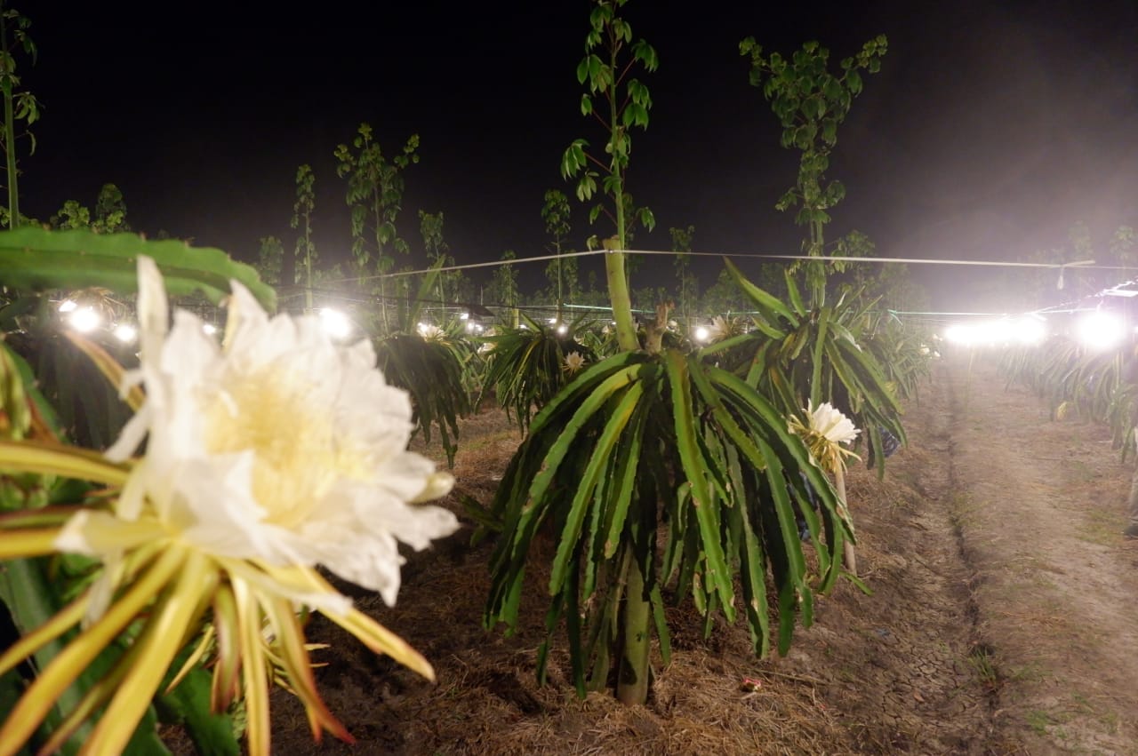 Pemberian lampu pada buah naga mmapu meningkatkan hasil panen petani buah naga (foto:istimewa)