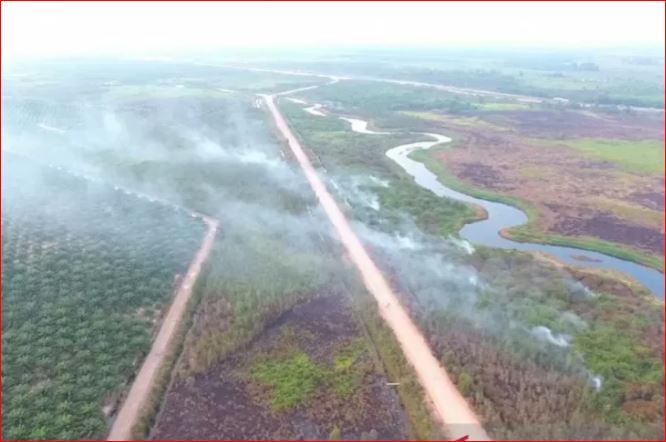 Tangkapan layar video pembakaran hutan Papua oleh perusahaan untuk dibuka menjadi ladang kelapa sawit. (Foto: Tangkapan layar)