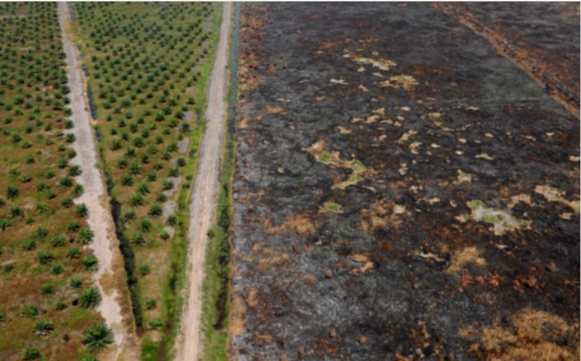 Lahan kelapa sawit yang berdampingan dengan petak lahan yang terbakar di Banjarmasin, Kalimantan Selatan. (Foto: Tangkapan Layar)