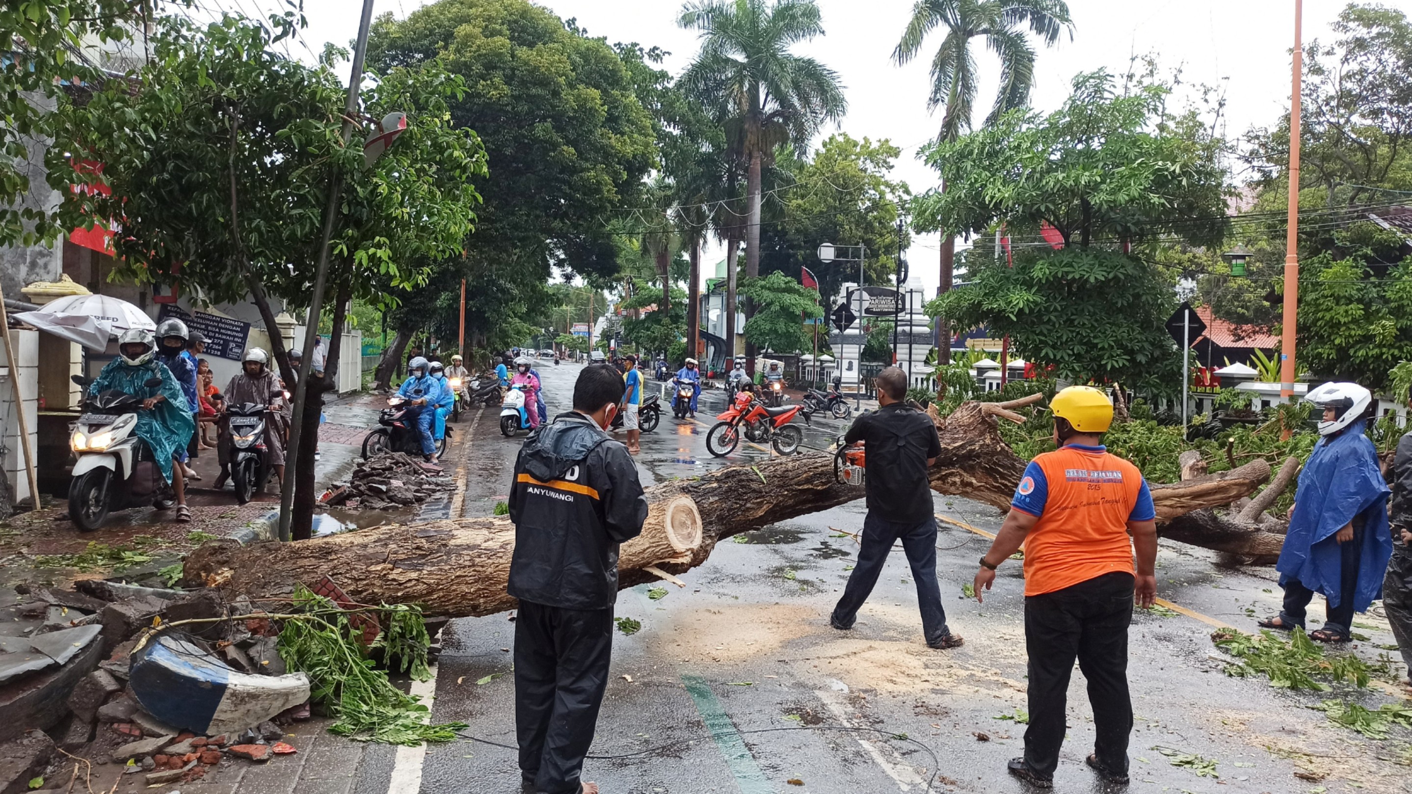 Petugas TRC BPBD Banyuwangi sedang memotong pohon trembesi yang menutup akses Jl. A. Yani Banyuwangi (foto: Muh Hujaini/Ngopibareng.id)