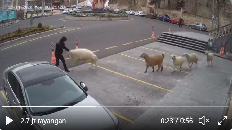 Sekawanan kambing dan domba duduki balaikota di Turki. (Twitter)