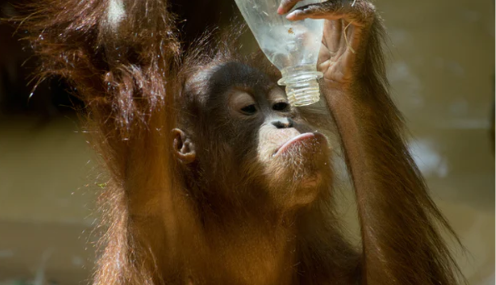Orangutan dipulangkan dari Thailand ke Jambi. (unsplash.com)