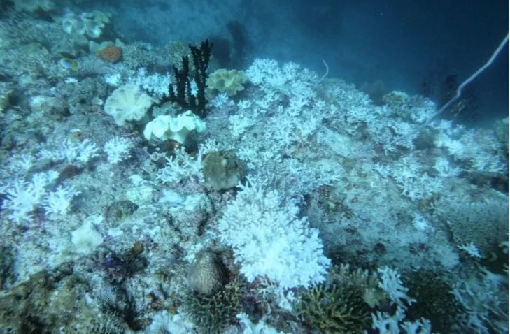 Perubahan suhu menyebabkan pemutihan sebagian terumbu karang di Perairan Pulau Waigeo, Raja Ampat, Provinsi Papua Barat. ANTARA/Dokumentasi penyelam Raja Ampat. 