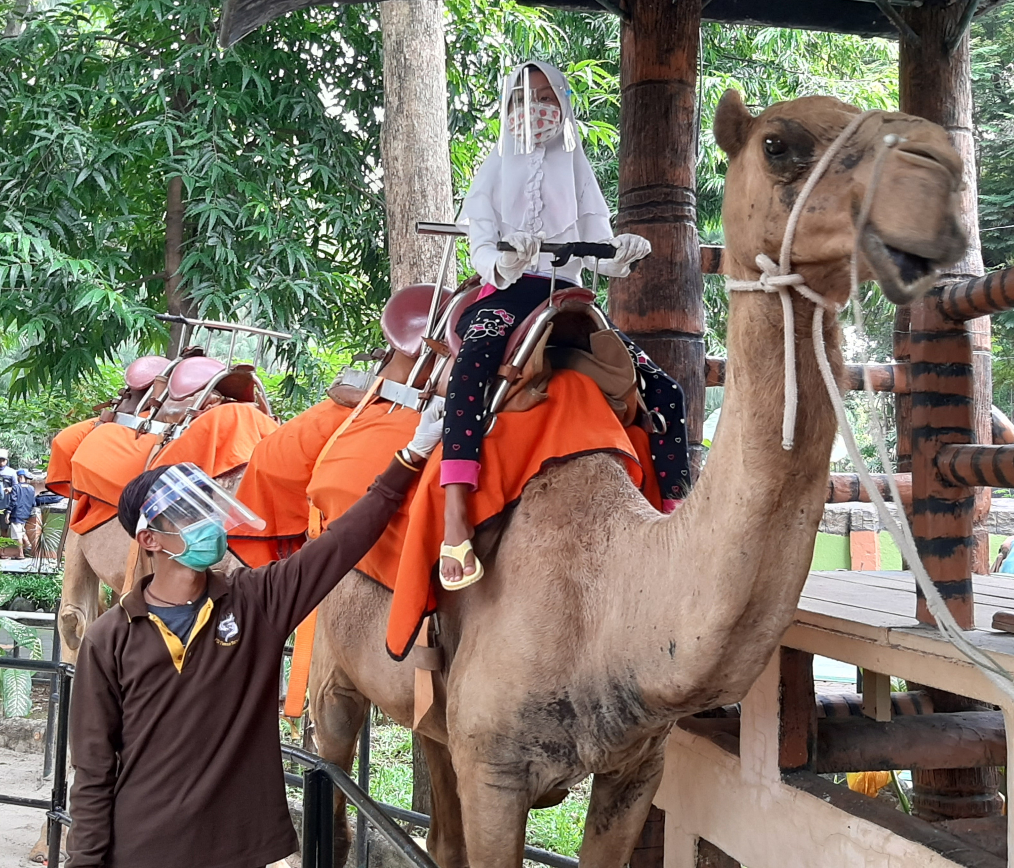 Protokol kesehatan 3M tetap diterapkan saat menaiki tunggang unta di Kebun Binatang Surabaya atau KBS. (Foto: Pita Sari/Ngopibareng.id)