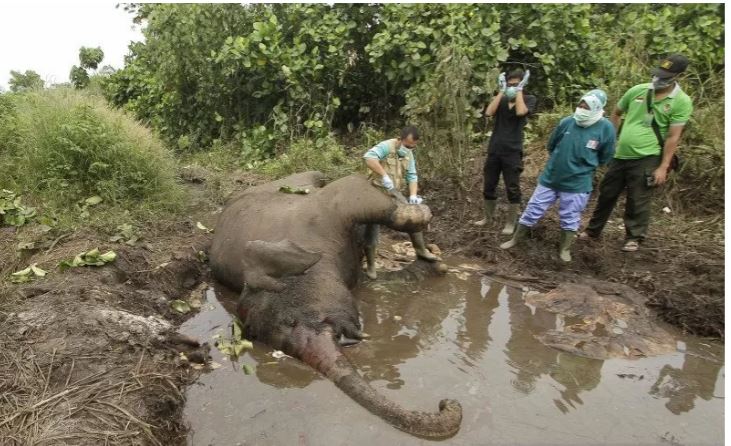 Dokumentasi -Tim medis Balai Besar Konservasi Sumber Daya Alam (BBKSDA) Riau melakukan nekropsi terhadap bangkai gajah sumatra yang ditemukan mati. (Foto: Antara/Hadly Vavaldi/wsj)