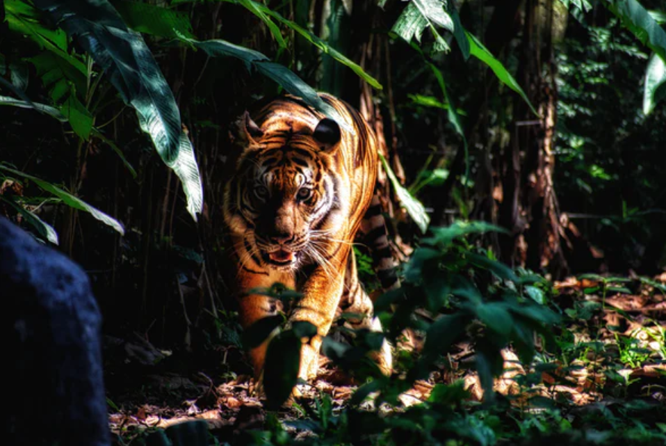 Lacak harimau di Lereng Gunung Wilis, BKSDA pasang camera trap. (ilsutrasi: unsplash.com) 