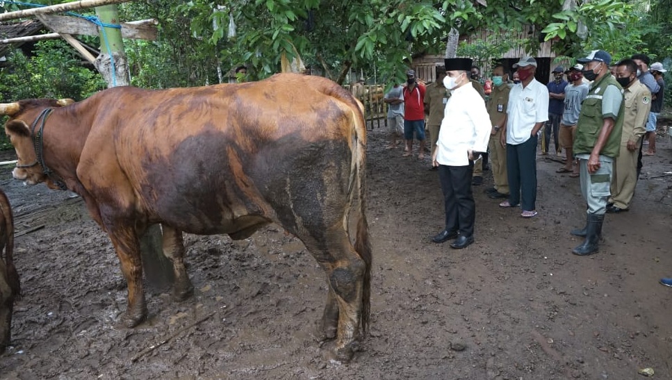 Bupati Banyuwangi Abdullah Azwar Anas melihat pemberian layanan kesehatan untuk ternak sapi di Desa Karangdoro, Kecamatan Tegalsari, Banyuwangi. (Foto: Istimewa)