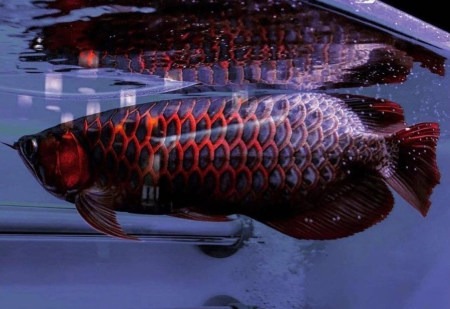 20 jenis ikan di perairan Indonesia masuk daftar dilindungi. (Foto:Instagram)