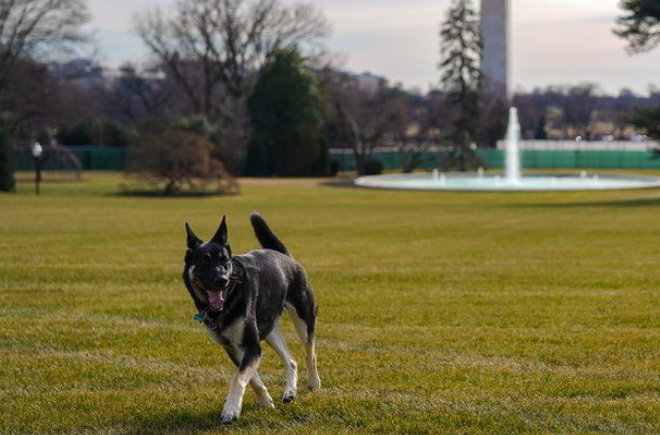 Seeokor anjing milik Joe Biden di Gedung Putih. (Foto:Bbc)