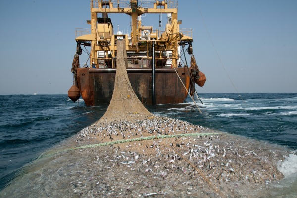Penggunaan cantrang dalam menangkap ikan masih dalam kajian KKP. (Foto: Chanel9.id)