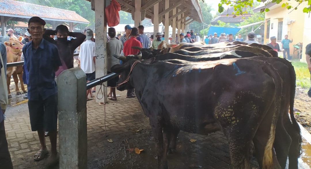 Harga sapi di pasar hewan Wonoasih, Kota Probolinggo ini naik dipicu naiknya harga daging sapi di Jabodetabek. (Foto: Ikhsan Mahmudi/Ngopibareng.id)