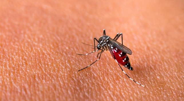 Nyamuk demam berdarah dengue. (Foto: Halo Doc)