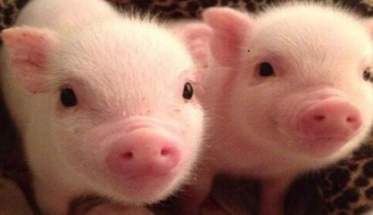 Ilustrasi hewan babi terserang flu babi Afrika. (Foto: Istimewa)