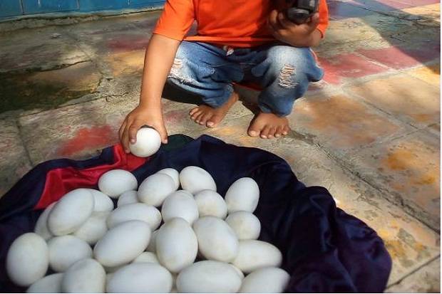 Puluhan butir telur yang diduga merupakan telur buaya, menghebohkan Warga Desa Prijekngablak, Kecamatan Karanggeneng, Lamongan. (Foto: iNews TV/Wakhid)