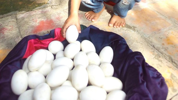 Puluhan telur yang diduga telur buaya. (Foto: istimewa)