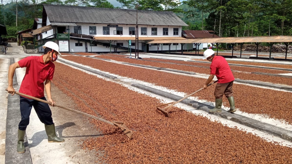 Pegawai Kebun Kendeng Lembu sedang menjemur biji kakao (foto:istimewa)
