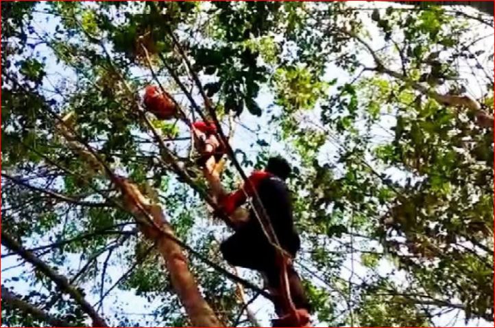 Petugas memanjat pohon untuk mengevakuasi orangutan di sebuah kebun karet di Kelurahan Basirih Hilir, Kecamatan Mentaya Hilir Selatan, Kotawaringin Timur, Kalimantan Tengah, Minggu sore 14 Februari 2021. (Foto: Antara/BKSDA Kalteng)