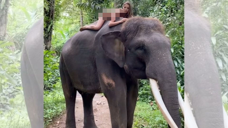 Model asal Rusia, Alesya Kafelnikova pose bugil di atas punggung gajah Sumatera. Lokasi pemotretan di Bali. (Foto: Instagram)