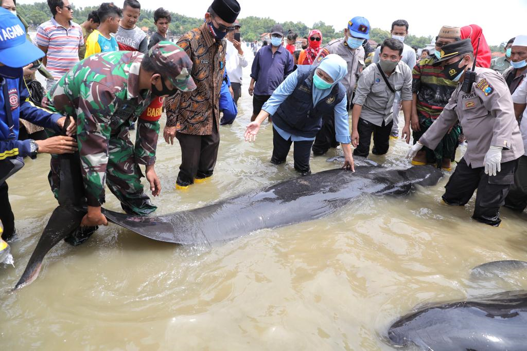 Gubernur Jawa Timur, Khofifah Indar Parawansa satat terlibat evakuasi paus yang terdampar. (Foto: Istimewa)