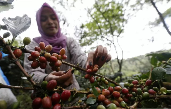 Petani memanen kopi arabika gayo, di Desa Sabun, Aceh Tengah, Aceh, Sabtu (12/12/2020).(Foto: Antara/Irwansyah Putra)