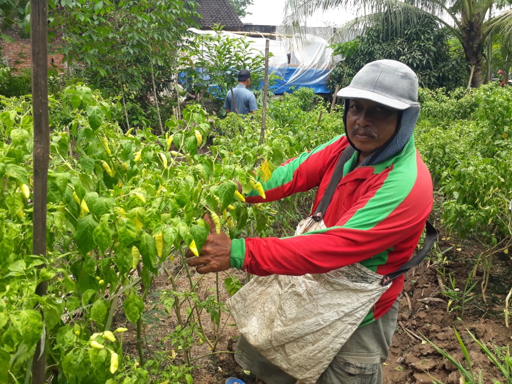 Sugeng, petani cabai di Kecamatan Binangun, Kabupaten Blitar, memetik cabai yang masih hijau. (Foto: Choirul Anam/Ngopibareng.id)