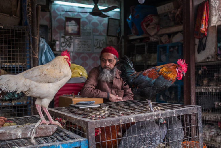 Seorang pria tewas ditikam ayam jagonya sendiri, di India. (Foto: ilustrasi/unsplash.com)