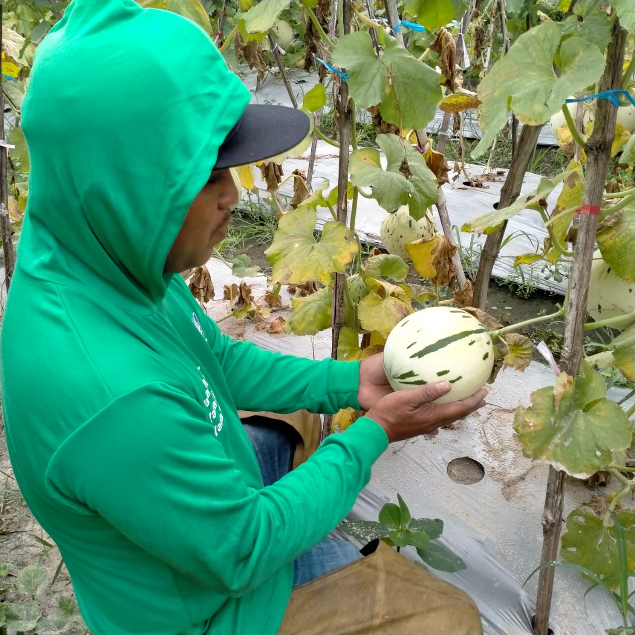 Melon Dalmatian di sebuah kebun di Jalan KH Ahmad Dahlan, Kota Probolinggo, Jawa Timur. (Foto: Ikhsan Mahmudi/Ngopibareng.id)