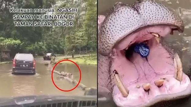 Salah satu pengunjung Taman Safari Indonesia Bogor tega melempar botol plastik dan tisu ke mulut kuda nil. (Foto: Instagram @cyntiactcete)