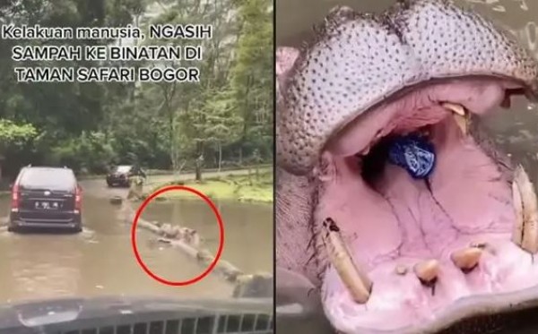 Botol kemasan plastik di mulut Kudanil koleksi Taman Safari Indonesia karena dilempar oleh salah satu pengunjung (Instagram: @cyntiactete)