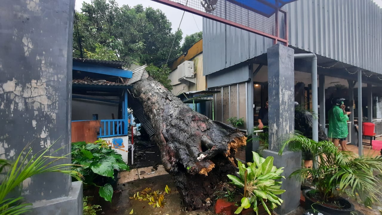 Pohon tumbang di Jalan Thamrin Gang Tiga, Klojen, Kota Malang (Foto: Lalu Theo/ngopibareng.id) 