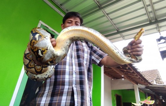 Warga menangkap ular yang masuk rumah warga. (Foto: Fendhy Plesmana/Ngopibareng.id)