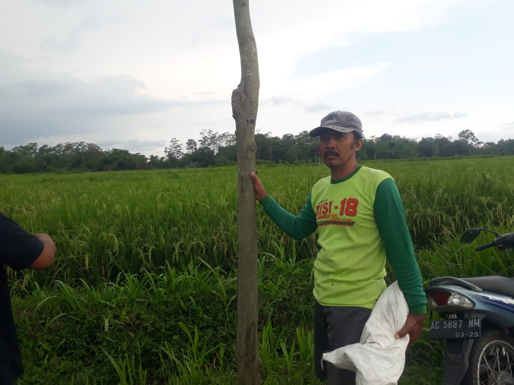 Suharjito, ketua kelompok tani penerima bantuan benih varietas Inpari 42 yang mengalami slambur. (Foto: Choirul Anam/Ngopibareng.id)