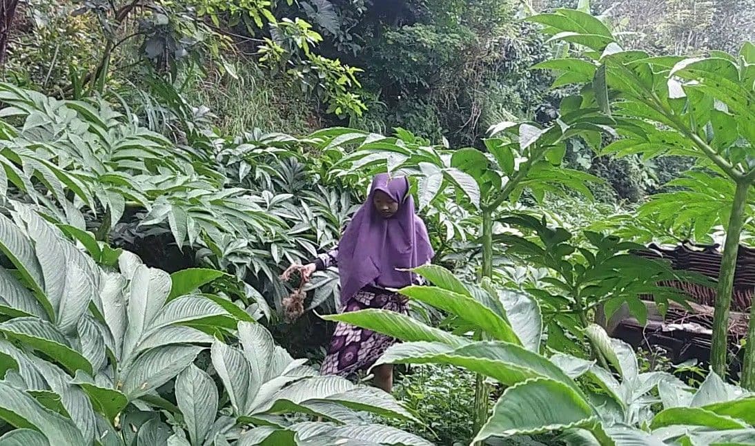 Petani porang di lereng Gunung Argopuro, Kecamatan Tiris, Kabupaten Probolinggo. (Foto: Ikhsan Mahmudi/Ngopibareng.id)