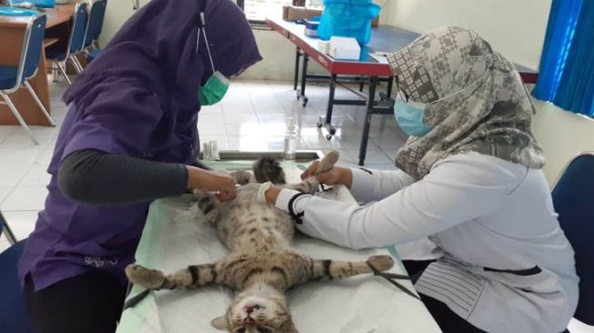 Petugas Dinas Ketahanan Pangan dan Pertanian Kota Madiun melakukan operasi kebiri pada kucing jantan. (Foto: Ant)