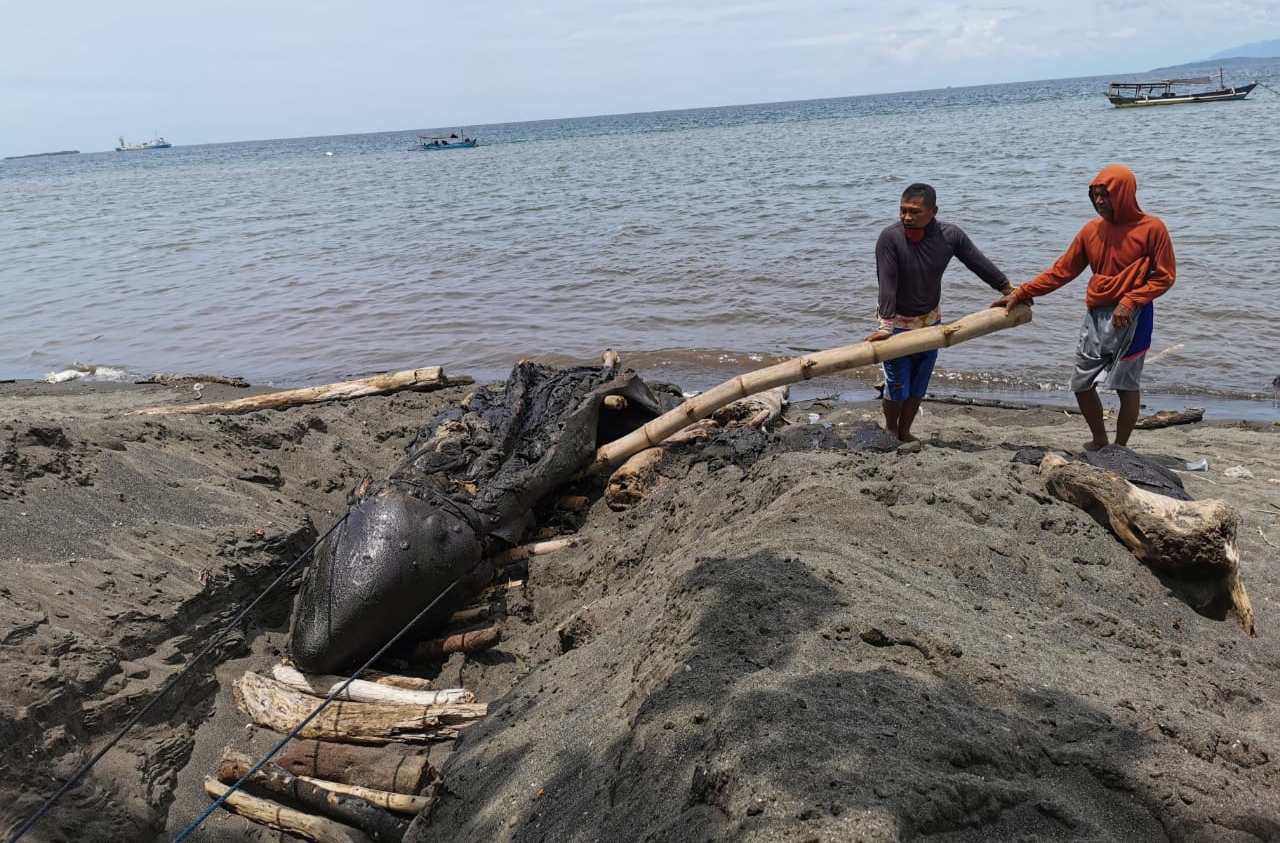 Warga berusaha memindahkan paus orca untuk dimakamkan. Paus pemburu ini terdampar di pantai Bangsring (foto:istimewa))