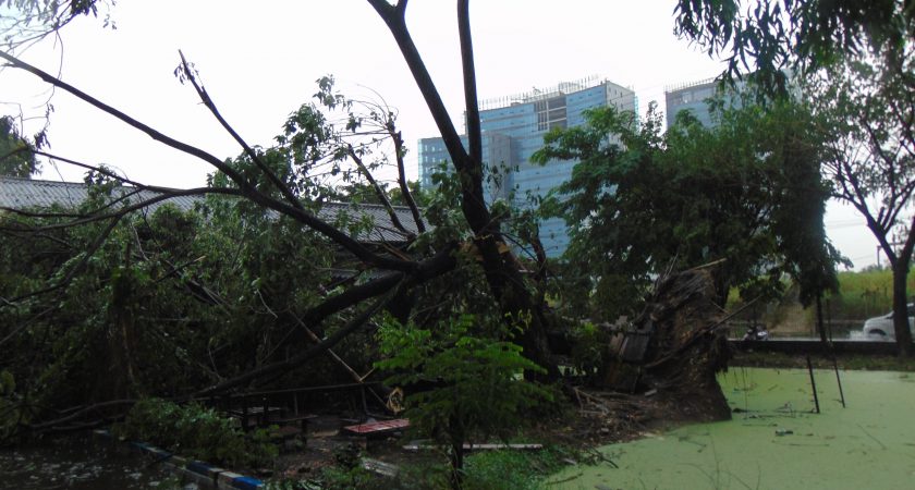 Sejumlah pohon tumbang di kawasan Kampus Sekolah Tinggi Ilmu Komunikasi - Almamater Wartawan Surabaya, Nginden Intan Timur, Rabu (8/3). (Foto: Paulus)