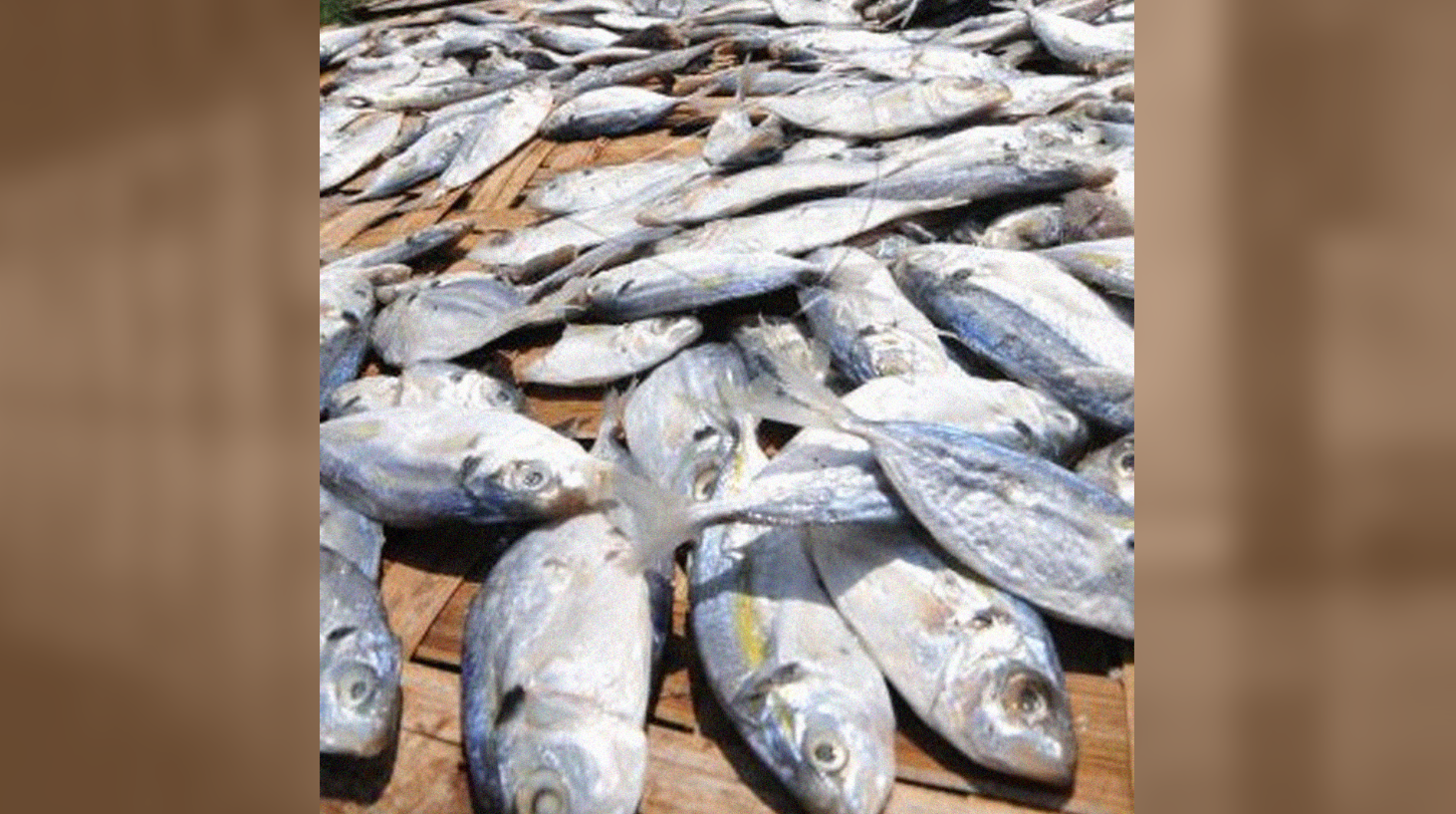 Pekerja menjemur ikan asin di industri pengolahan ikan asin Pelabuhan Jongor, Tegal, Jawa Tengah, Selasa (12/5). Ikan asin jenis selar yang dikirim ke Jakarta dan Bandung tersebut dijual Rp 13 ribu per kilo. (Foto: Antara)
