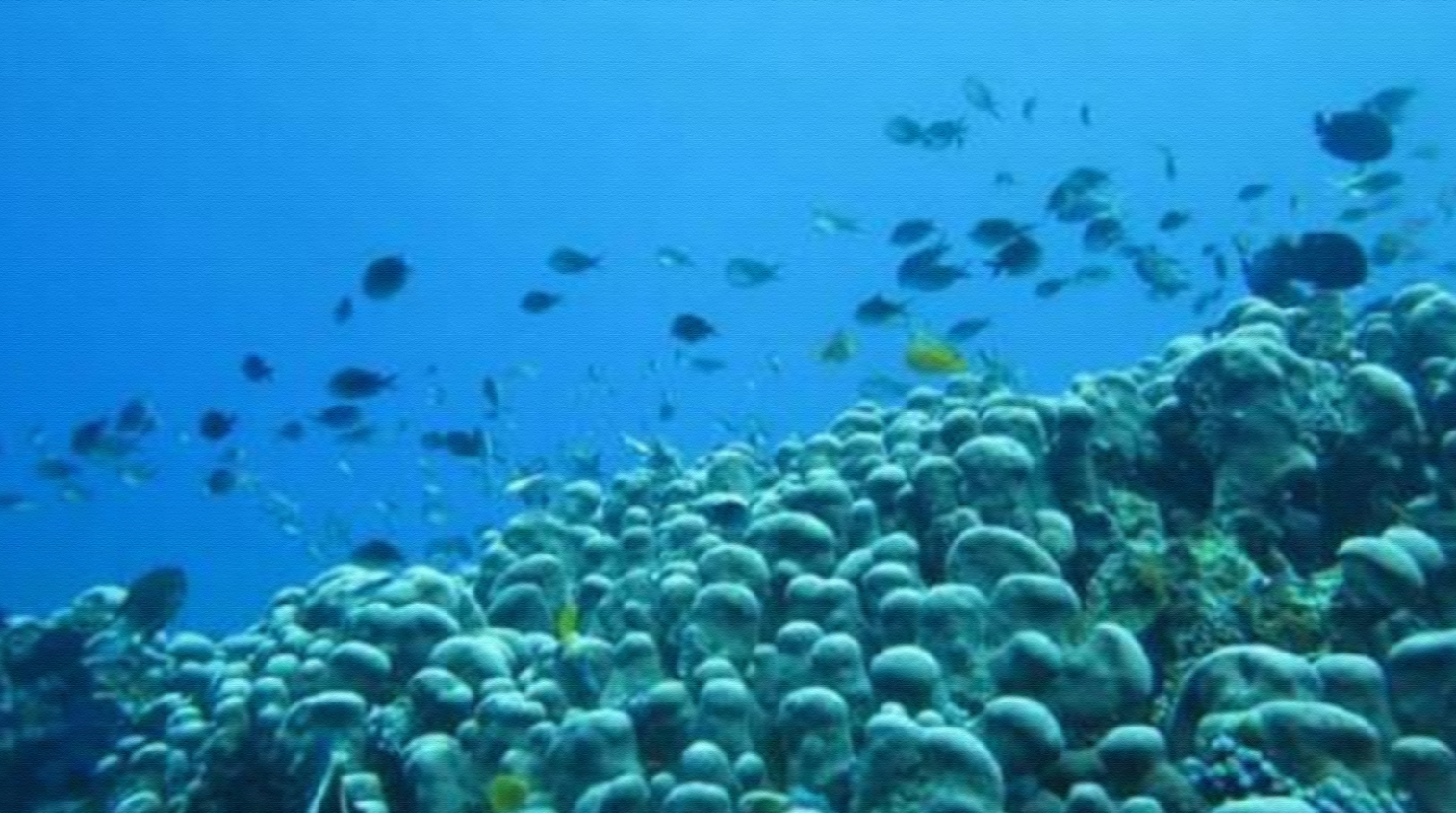 Underwater Tidore yang bikin ngiler imajinasi. foto:google