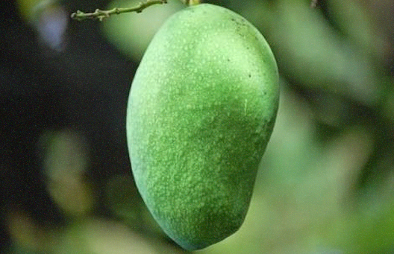Ilustrasi buah mangga. Foto: petanihebat.com