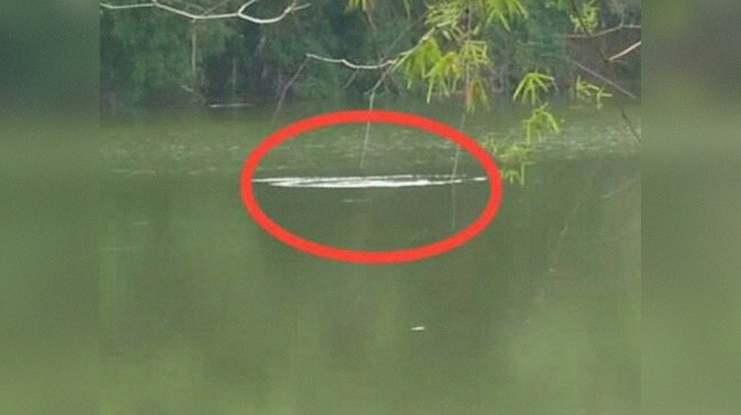 Buaya Muncul di Sungai Bengawan Solo, Warga Diminta Hati-hati