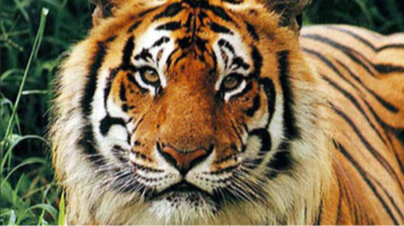 Harimau Sumatra. (Foto: istimewa)