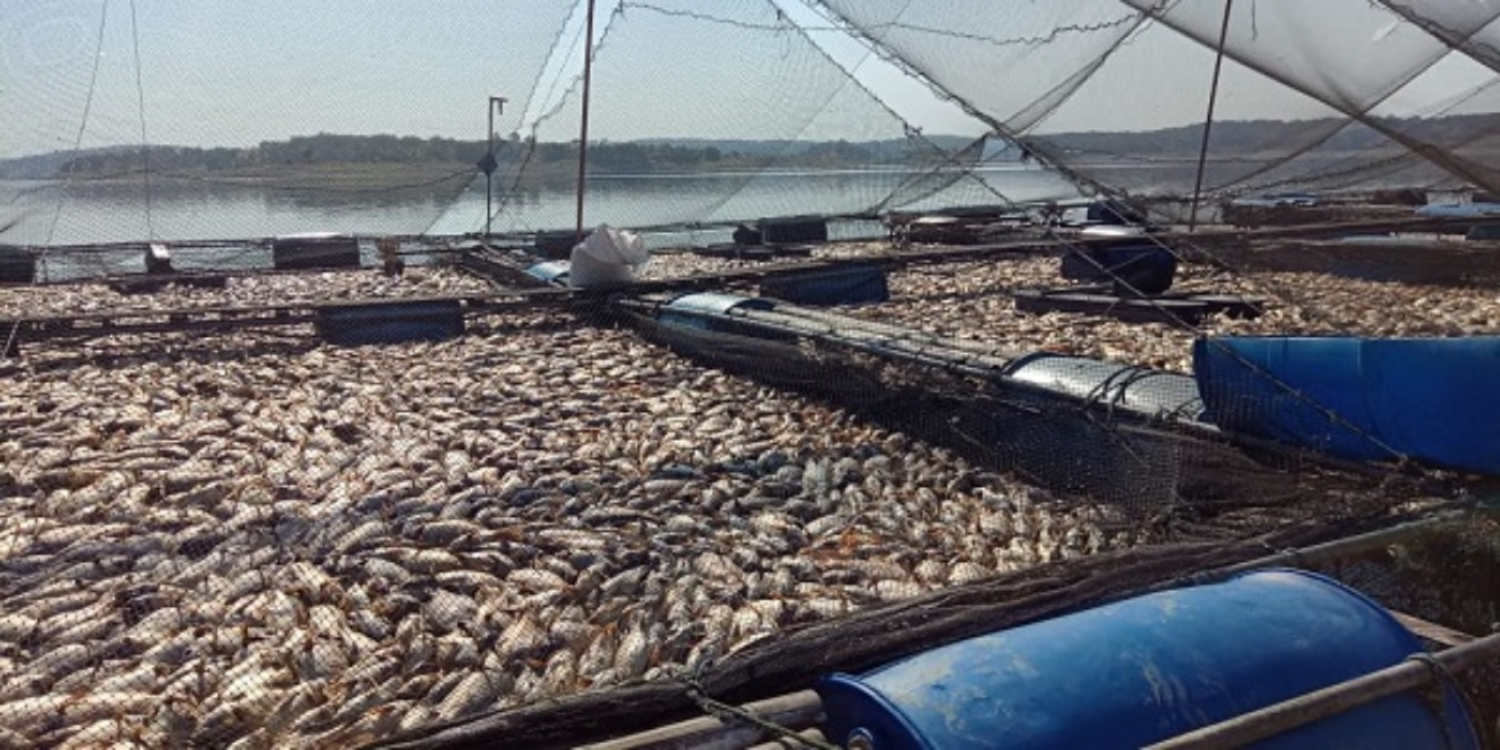 Ribuan ikan dalam keramba mati. (Foto:dok Peternak Ikan Waduk Kedung Ombo/Istimewa)